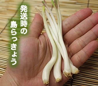 島らっきょう（した処理済） 500g のお取り寄せは琉球本舗