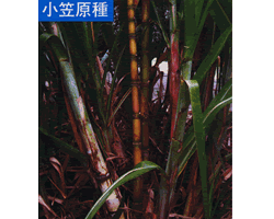 小笠原種さとうきび