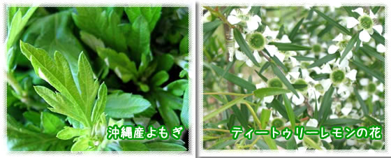 沖縄産よもぎ、ティートゥリーレモンの花画像