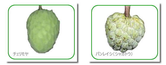 チェリモヤとバンレイシ（釈迦頭）画像