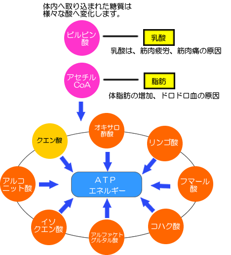 クエン酸サイクル