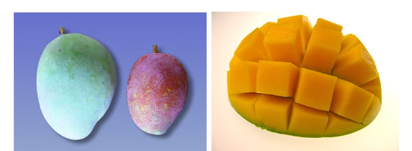 キーツマンゴーと完熟マンゴー（アップルマンゴー）の大きさの比較画像