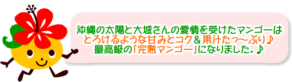 沖縄の太陽と大城さんの愛情をたっぷり受けた最高級の「完熟マンゴー」になりました♪