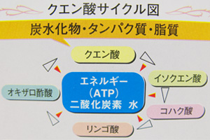 クエン酸回路