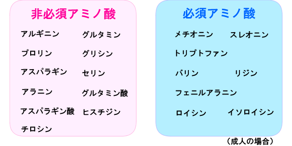 非必須アミノ酸、必須アミノ酸種類