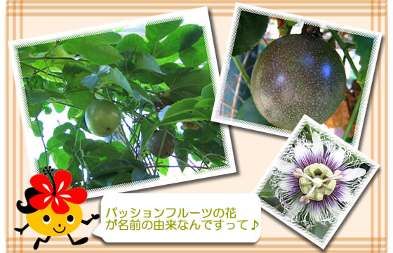パッションフルーツの花が名前の由来なんです♪