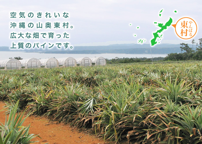 沖縄県東村　パイン畑