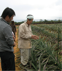 沖縄パイン