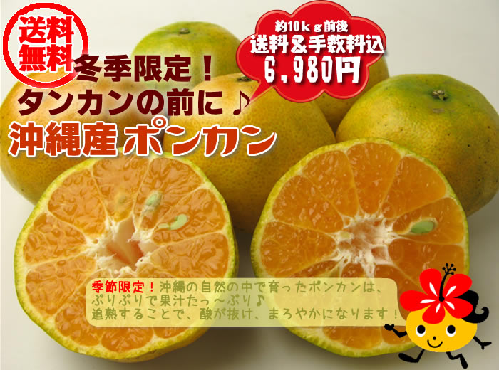 冬季限定!沖縄産ポンカン♪沖縄の自然の中で育ったポンカンは、ぷりぷりで果汁たっ〜ぷり!
