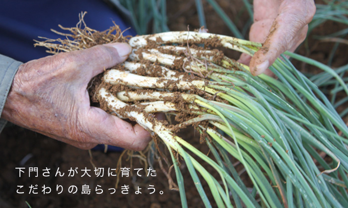 こだわりの島らっきょ