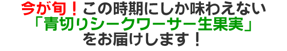 今が旬！この時期にしか味わえない「青切りシークワーサー生果実」をお届けします！