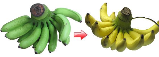 島バナナの完熟過程画像