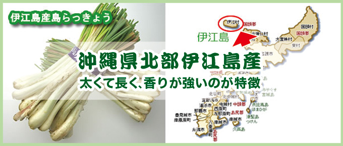 伊江島産の島らっきょう 約３kg 葉無し 冷蔵 のお取り寄せは琉球本舗