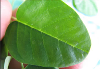 琉球新美茶(モリンガ茶)