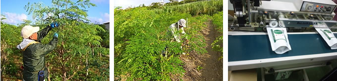 琉球新美茶（モリンガ茶）