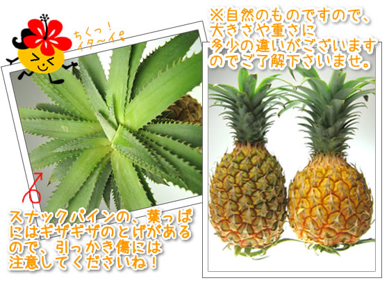 スナックパインの、葉っぱにはギザギザのとげがあるので、引っかき傷には
注意してくださいね!※自然のものですので、大きさや重さに
多少の違いがございますのでご了解下さいませ。