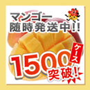 沖縄 マンゴー発送開始!