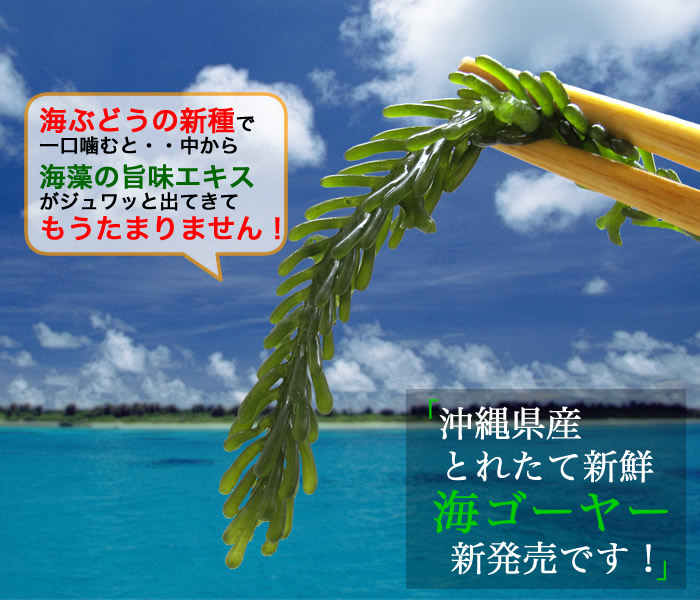 海ぶどうの新種で一口噛むと・・中から海藻の旨味エキスがジュワッと出てきてもうたまりません！「沖縄産とれたて新鮮「海ゴーヤー」新発売です！」