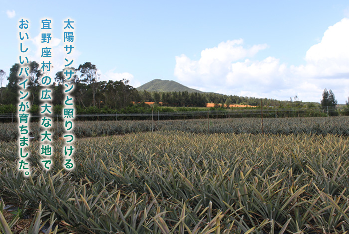 沖縄県宜野座村産