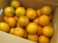 【送料無料】あまSUN 約5kg(優品)