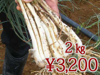 久米さんちの島らっきょう　２Kg（葉無し）