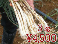 久米さんちの島らっきょう　３Kg（葉無し）
