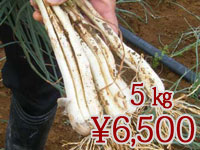 久米さんちの島らっきょう　５Kg（葉無し）