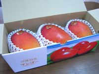 【送料無料】沖縄完熟マンゴー（優品）約１Kg（２〜３玉入り）