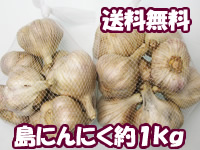 【送料無料】沖縄産島にんにく　約１Kg