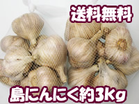 【送料無料】沖縄産島にんにく　約３Kg