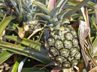 東村産 わけありパイナップル 約8Kg