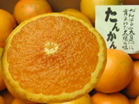 【送料無料】たんかん 良品（L〜2L） 約５Kg