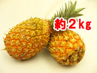 【送料無料】山川さんの濃蜜スナックパイン 約2Kg